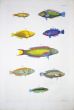 THE GREYHEAD, RAINBOW & MOON WRASSE coral reef fish print