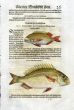 1598 GESNER FISH PRINT - THE DENTEX