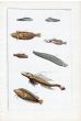 THE BLENNY, DRAGONET, CLINID & ROCK GUNNEL temperate waters fish print - original hand colouring