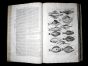 JONSTON & MERIAN - BOOK DETAIL