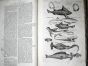 JONSTON & MERIAN - BOOK DETAIL