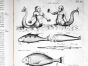 JONSTON & MERIAN - BOOK DETAIL