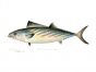 THE BONITO print (Sarda Sarda)