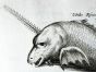JONSTON & MERIAN - BOOK DETAIL