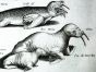 JONSTON & MERIAN - BOOK DETAIL