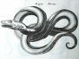 JONSTON & MERIAN - BOOK DETAIL