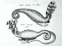JONSTON & MERIAN - BOOK DETAIL