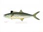 THE SPANISH MACKEREL print (Scomberomorus)