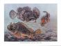 SCORPION FISH print