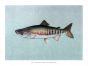 THE CHUM SALMON or DOG SALMON Male print