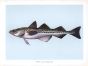 THE ALASKAN POLLOCK print
