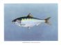 THE CASPIAN SHAD print