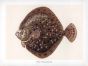 THE TURBOT print