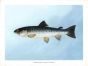 THE LAKE TROUT print