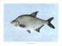 THE COMMON BREAM or BRONZE BREAM print