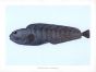 THE ATLANTIC WOLFFISH print