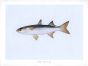 THE GOLDEN GREY MULLET print