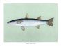 THE RUSSIAN GREY MULLET print