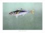 THE ATLANTIC HORSE MACKEREL print