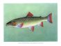 DOLLY VARDEN TROUT Male print