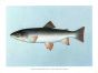 THE DOLLY VARDEN TROUT Female print