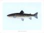 THE  WHITE SPOTTED CHAR print