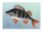 THE PERCH print