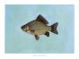 THE CRUCIAN CARP print