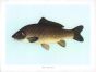 THE COMMON CARP print