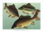 THE LEATHER CARP, MIRROR CARP & COMMON CARP print