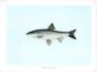 THE DACE print