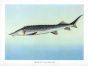 THE AMUR STURGEON print