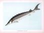 THE COMMON STURGEON or ATLANTIC STURGEON print