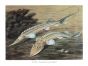 THE AMU DARYA STURGEON print