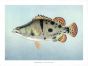 THE MANDARIN OR CHINESE PERCH print