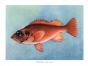 THE REDFISH OR NORWAY HADDOCK print