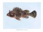THE SCORPION FISH print