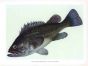 THE BLACK ROCKFISH print