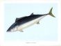 THE ATLANTIC BONITO print