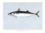 THE MACKEREL print