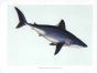 THE PORBEAGLE SHARK print