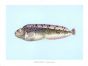 THE SPOTTED WOLFFISH print
