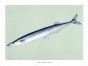 THE JAPANESE HALFBEAK print