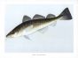 THE ATLANTIC COD print