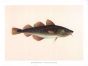 THE WHITE SEA COD print