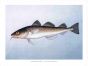 THE PACIFIC COD print