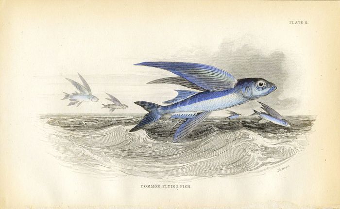JARDINE/LIZARS - THE COMMON FLYING FISH print 1843