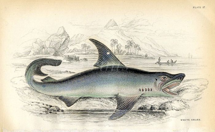 JARDINE/LIZARS - THE WHITE SHARK fish print