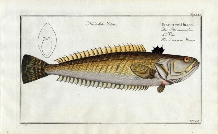 THE COMMON WEEVER Bloch fish print ( Trachinus Draco)