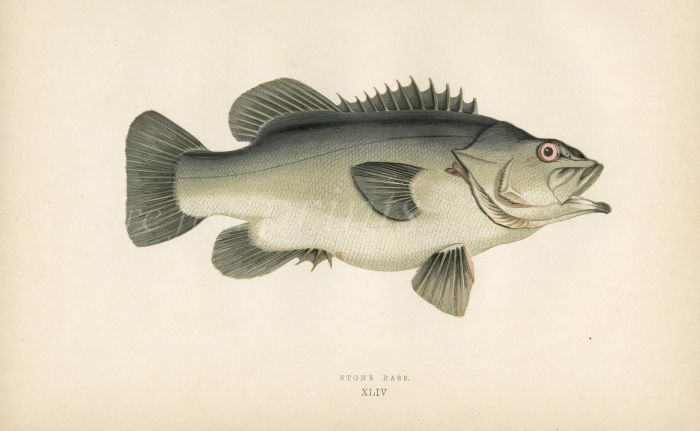 THE STONE BASS print